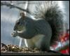 [aey50045-GraySquirrel-Eating nut]