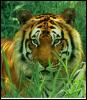 [Bengal Tiger]