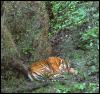 [Tiger Sleeping]