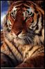 [Tiger Head-Portrait]