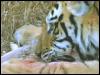 [bigcat13-tiger-dinner-closeup]