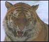 [bigcat16-Tiger-RoaringFaceCloseup]
