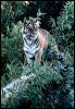 [tiger-in bamboo forest-MemphisZoo]