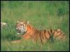 [tiger 02-Sitting In Grass]