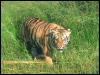 [tiger 03-Just out of bush]