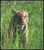 [tiger 08-Young-Closeup-In grass]