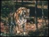 [tiger 09-Portrait on rock]