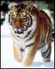 [wildcat35-tiger]