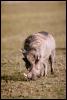 [adz50027-Warthog-Eating on grass]