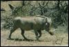 [safari02 warthog boar]