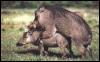 [warthogs2-mating]