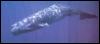 [sperm whale underwater 01]