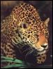 [wildcat21-jaguar]