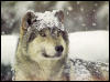 [Gray Wolf Snow]