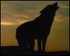 [GrayWolf-14 Howling-In the mist]