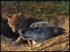 [GrayWolf2-Mom n baby-Just out of burrow]