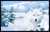 [GrayWolfScan3-WhiteFur in snow forest-Painting]