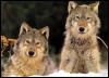 [GrayWolf Wolves102-Sitting on snow]
