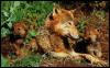 [Gray wolf-wolves-Family-Mom n 2babies]