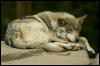 [Mexican wolf lounging]
