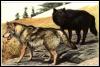 [Painting Ngm672a-GrayWolf-2Adults]
