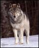 [ghost02-GrayWolf-Standing on snow-Forest edge]