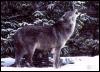[ghost10-GrayWolf-Howling-in snow-forest edge]
