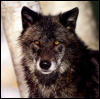 [p-Wolves Cal2005 Dataworks 04]