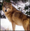 [p-Wolves Cal2005 Dataworks 12]