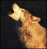 [wolf5-HowlingFace Closeup]