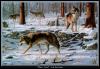 [wwart103-GrayWolfPack-Wolves in snow forest]
