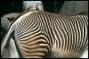 [SDZ 0046-Zebra-Heap-Closeup]